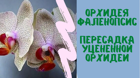 Орхидея Фаленопсис Пересадка уцененной орхидеи смотреть онлайн