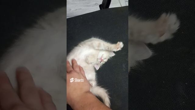 Утренняя зарядка shorts.mp4