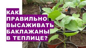 Как правильно высаживать баклажаны в теплице?