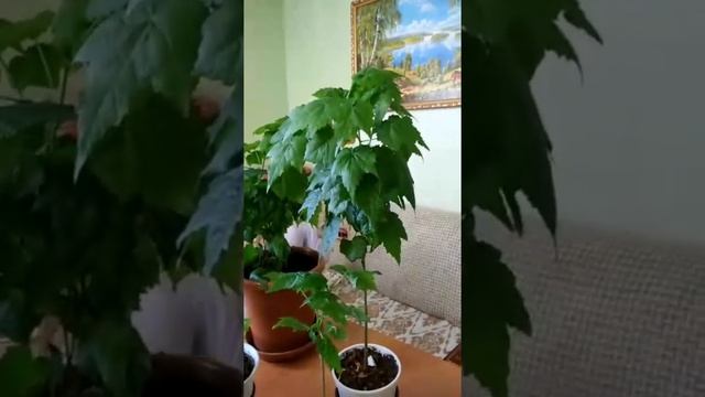 Абутилон. Основные моменты при выращивании смотреть онлайн