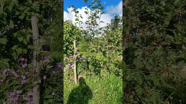 Рябина Гранатная плодоношение.
