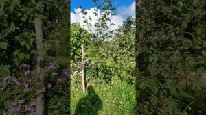 Рябина Гранатная плодоношение.