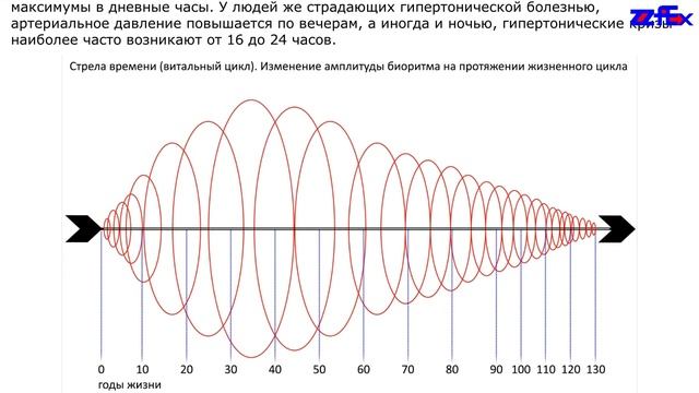 Суточные ритмы кардиореспираторной системы смотреть онлайн