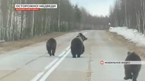 Медведи замечены вблизи Покачей