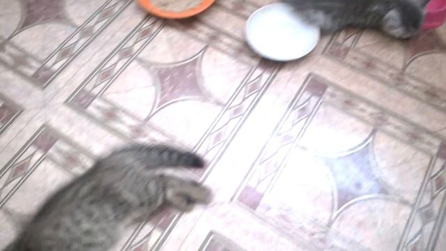 39. Котята. Поиграли, поели, можно и поспать. День 48. смотреть онлайн