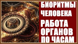 БИОРИТМЫ ЧЕЛОВЕКА - РАБОТА ОРГАНОВ ПО ЧАСАМ