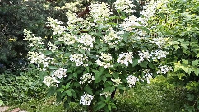 Гортензии в моём саду. Малышка "Самарская Лидия" и незнакомка... смотреть онлайн