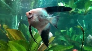 Скалярия пиной Болгарин