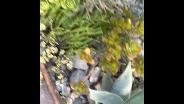 Echeveria bahcesi icin hazirlik August 13, 2022 смотреть онлайн