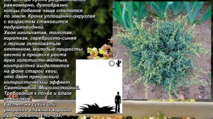 'Holger' - "Хольгер". Juniperus squamata. Можжевельник чешуйчатый. Scaly juniper.