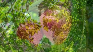 "ДОГОРЕЛ ЗОЛОТОЙ ЗАКАТ"... (Фото Валерия Воробьёва (Реброво) - Поёт Георгий Виноградов)