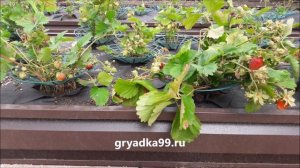 Посадка сортовой клубники от gryadka99.ru в красивые оцинкованные грядки Дельта Парк от gryadka99 r