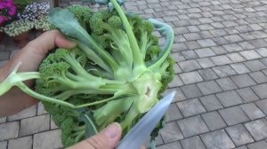 Брокколи. Когда убирать и как заморозить