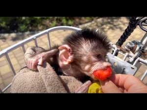 Люська отправляясь на прогулку ЛАКОМИТСЯ КЛУБНИЧКОЙ