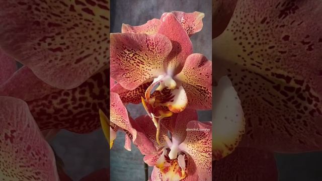 Phal. Leco Fantastic | Dragon Heart ? | Очередное пышное домашнее цветение голландской орхидеи ?