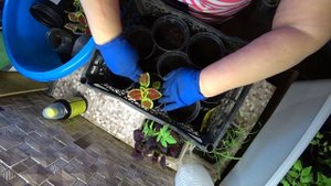 ЦЫПЛЯТКИ РАСТУТ? БЕГЛЯНКИ ПРОРВАЛИ ОБОРОНУ? ПЕРЕСАДИЛА КОЛЕУСЫ И ГАЦАНИЮ??