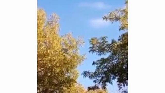 ОСЕННЯЯ УБОРКА САДА