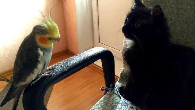 Попугай корелла разговаривает с кошкой) Corella Parrot Is Talking To A Cat)