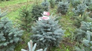 Голубая ель в горшке  22102