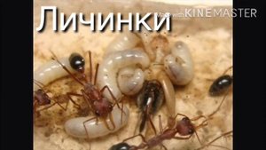 Муравей Бульдог