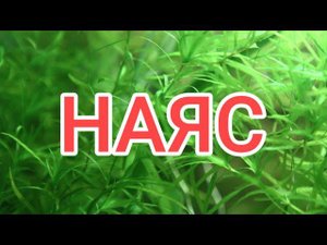 НАЯС. УХОД , СОДЕРЖАНИЕ И РАЗМНОЖЕНИЕ