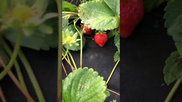 Обзор сорта клубники Sweet Ann (Сладкая Анна) смотреть онлайн