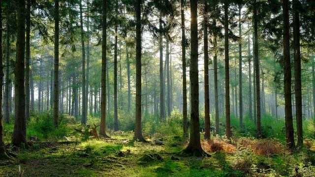 УТРЕННЯЯ ТИШИНА. Суббота 28.01.2023. Лучшая духовная практика. смотреть онлайн