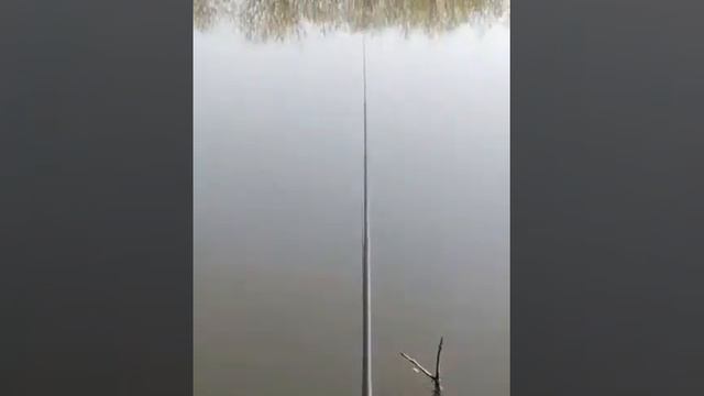 Нерест сазана в Астраханской области.🐟бежищеРыбака🐟🎣Наш Чат