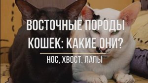 Восточные породы кошек: какие они?