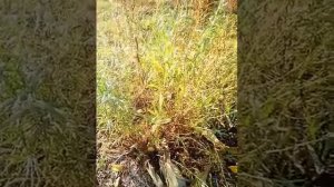 Тархун или эстрагон, напиток "Тархун", приправа.