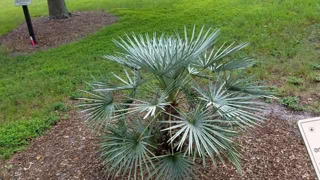 Chamaerops humilis "cerifera" - The Silver Mediterranean Fan Palm from Morocco.