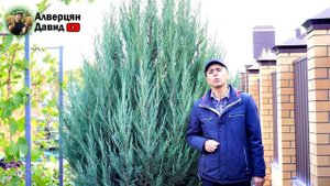 Почему плохо вызревает лоза винограда?