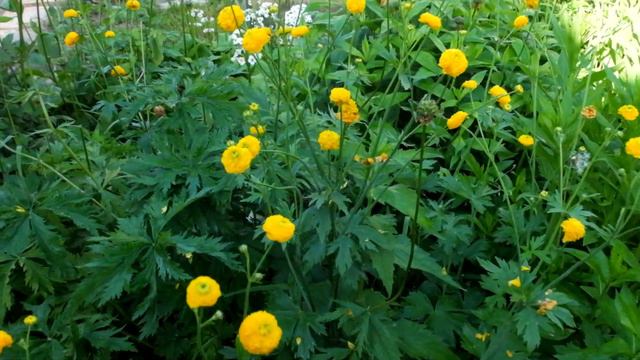 Лютик едкий махровый желтый HORTENSIS (RANUNCULUS ACRIS) смотреть онлайн