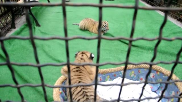 Ялтинский зоопарк - 10 смотреть онлайн