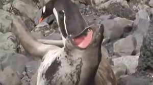 ПИНГВИН ИСПУГАЛ МОРЖА!НЕ ДАЛИ ПОСПАТЬ.ПРИКОЛ.В МИРЕ ЖИВОТНЫХ