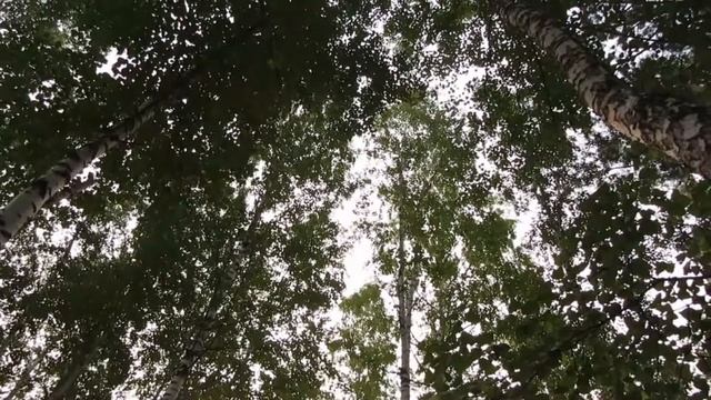 Как поют иволги. смотреть онлайн