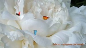 Пион травянистый Омео Сноу (paeonia omeo-snou) ? обзор: как сажать, луковицы пиона Омео Сноу