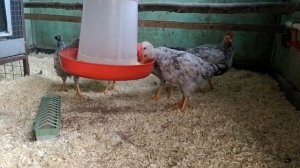 Борковская барвистая племенные петушки в Жостово.