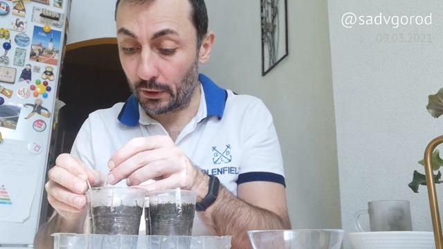 Посев семян: что и как. Пикировка наклюнувшихся катарантусов и ангелоний в общий стаканчик.
