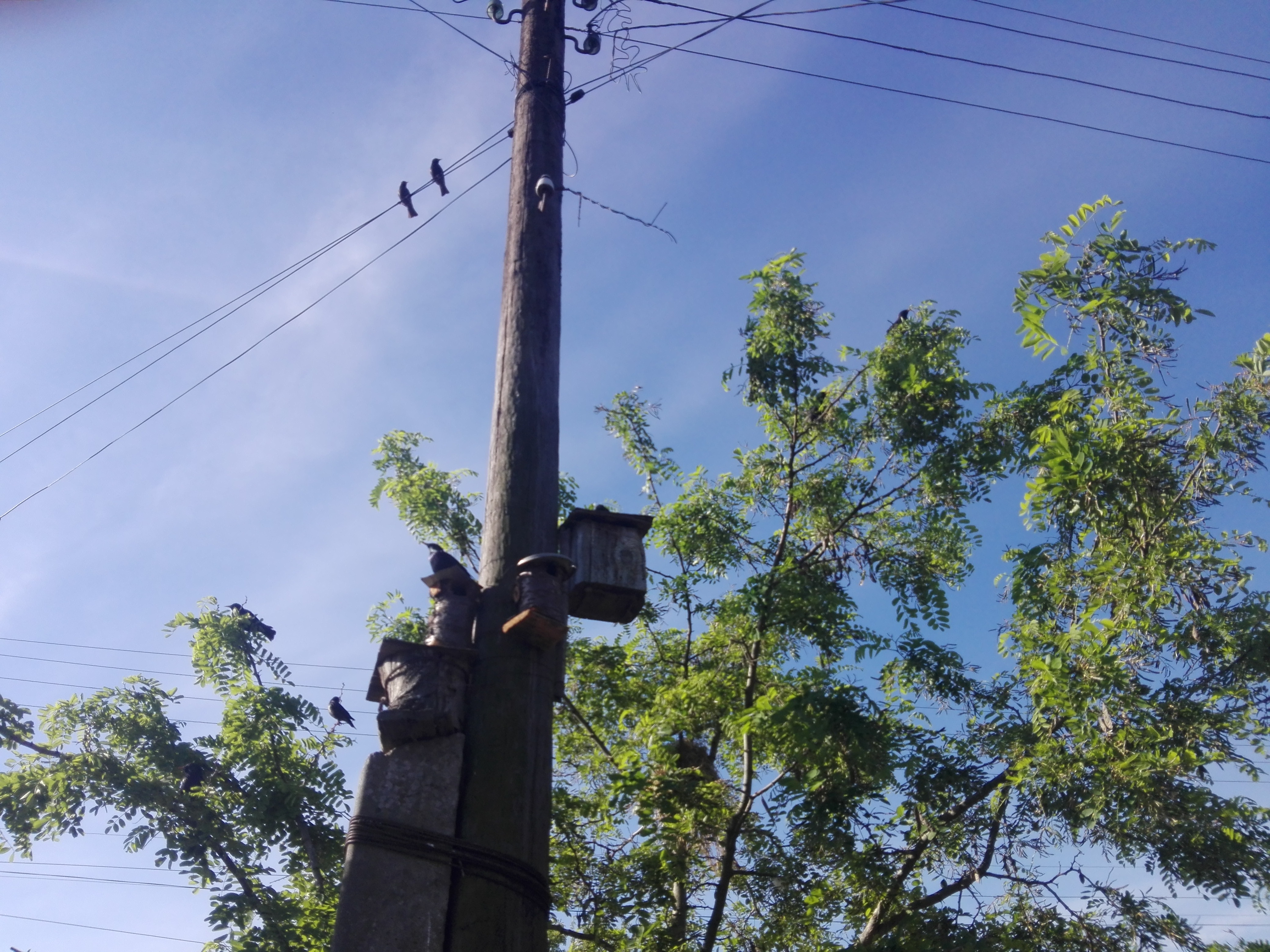 Молодые скворцы вылетели с гнезда.