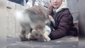 Крольчиха не идëт в случку. Что делать?