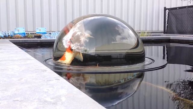 Плавающий глобус - кормушка для рыб в пруду Aqua Forte FIsh Globe смотреть онлайн