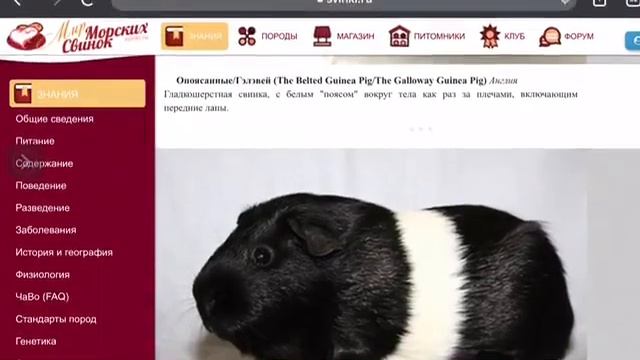 Породы Морских свинок и их названия  ? смотреть онлайн