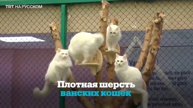 Турецкий ван - удивительная кошка из Восточной Анатолии