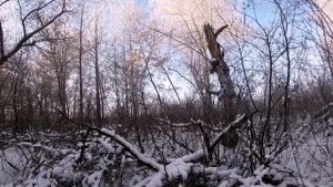 Охота на зайца с эстонской гончей Обучения эстонской гончей или нагонка