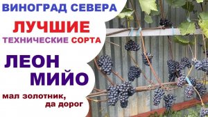 Виноград Леон мийо в северном Подмосковье или болезням не подвержен, но осами любим