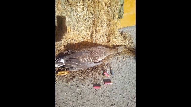 Весенняя охота 2021г. с чоками Progress. Купить чок прогресс. Всем спасибо за фото и видео с охот! смотреть онлайн