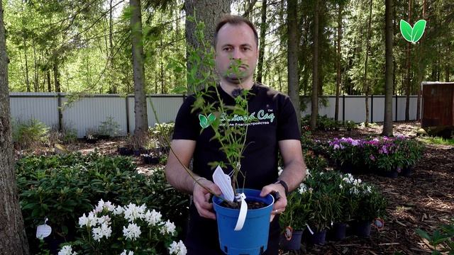 Голубика «Бонус», ориг. название «Bonus» смотреть онлайн