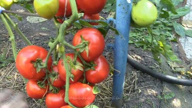 Осень Сентябрь. Томат "ВЗРЫВ" потомок "Белого налива" смотреть онлайн