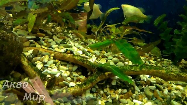 Создание и развитие рыборазводни в квартире Выпуск № 1